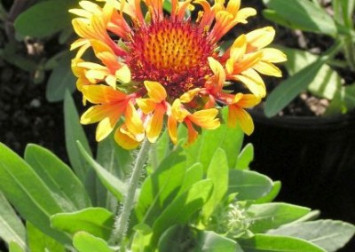 Gaillardia Fanfare