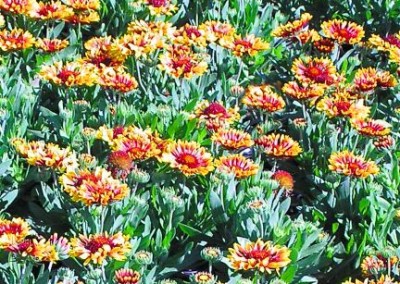 Gaillardia Fanfare en masse