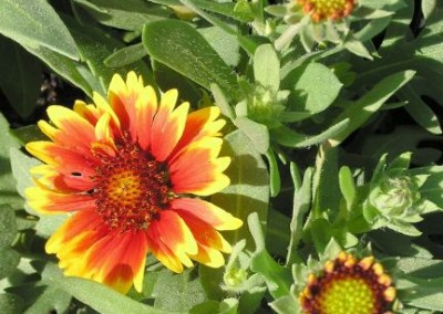 Gaillardia Goblin