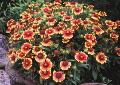 Gaillardia Goblin