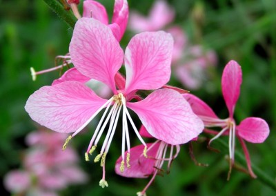 Gaura Siskiyou Pink