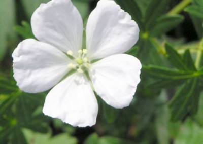 Geranium Album