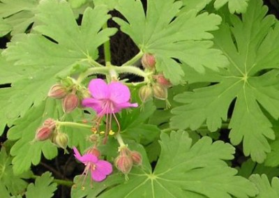 Geranium Bevan's Variety