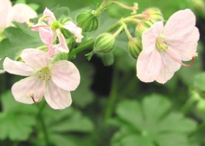 Geranium Biokovo