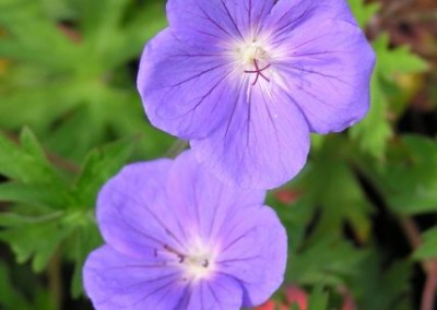 Geranium Brookside