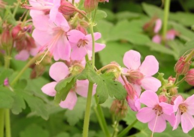 Geranium Ingwersen's Variety