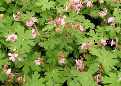 Geranium Ingwersen's Variety