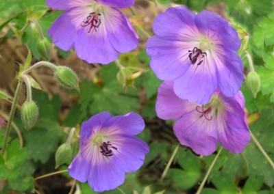 Geranium Jolly Bee