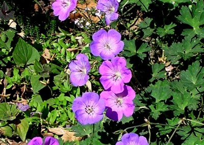 Geranium Jolly Bee