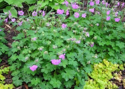 Geranium Karmina