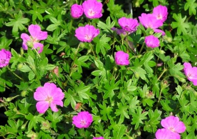 Geranium Max Frei en masse