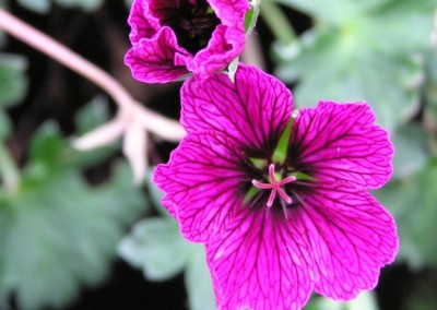 Geranium Purple Pillow