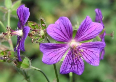 Geranium Rosemoor