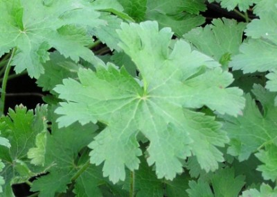 Geranium Rosemoor