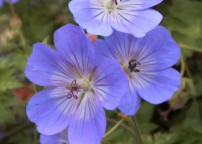 Geranium Rozanne