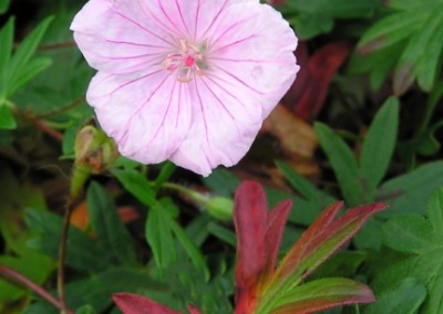 Geranium striatum