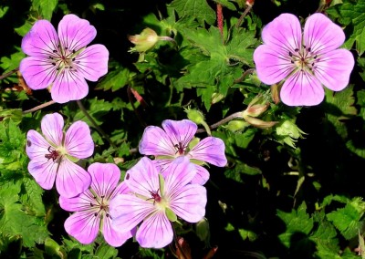 Geranium Sweet Heidy