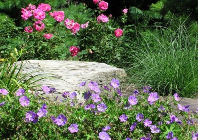 Geraniums with roses