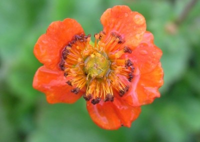 Geum Borisii