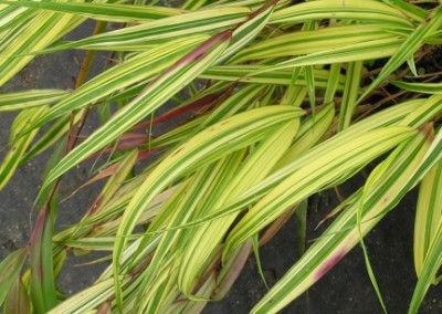 Hakonechloa aurea