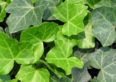 Hedera Thorndale