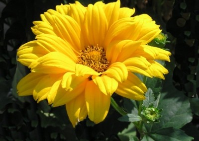 Heliopsis Summer Sun