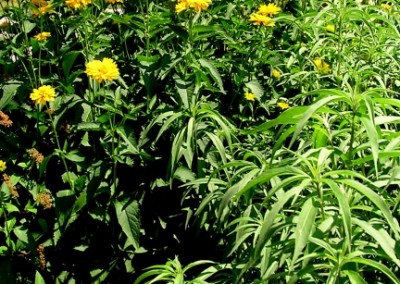 Heliopsis Summer Sun