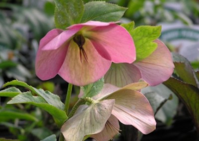 Helleborus Pink Lady