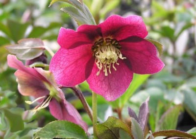 Helleborus Red Lady