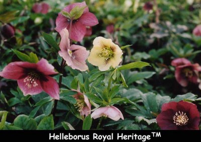 Helleborus Royal Heritage