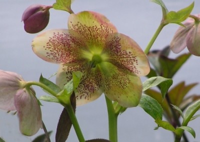 Helleborus freckled type