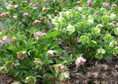 Helleborus