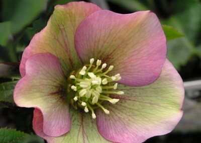 Helleborus mixed types