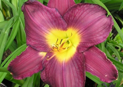 Hemerocallis Bela Lugosi