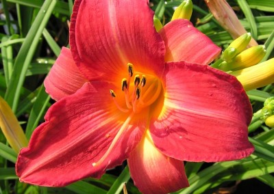 Hemerocallis Cherry Cheeks