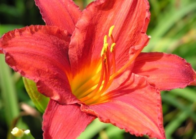 Hemerocallis Chicago Apache