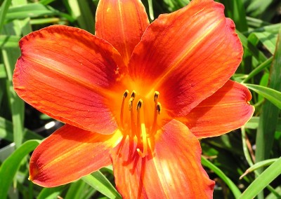 Hemerocallis Chicago Fire