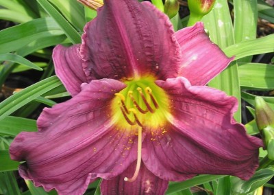 Hemerocallis Grape Velvet