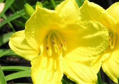 Hemerocallis Happy Returns