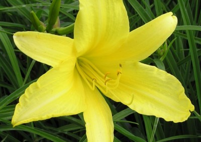 Hemerocallis Hyperion