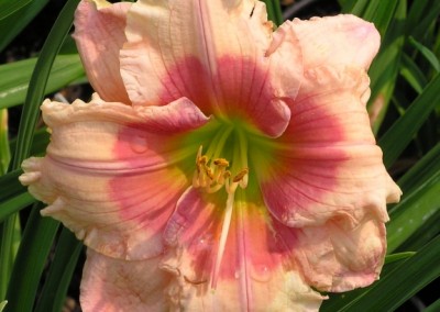 Hemerocallis Janice Brown