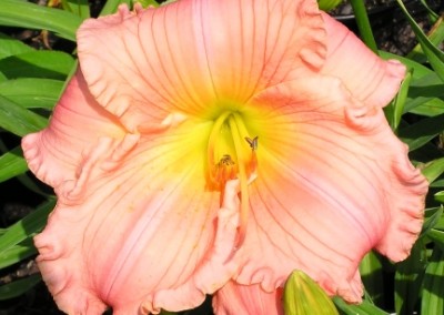 Hemerocallis Jolyene Nichole