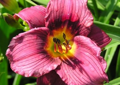 Hemerocallis Little Grapette