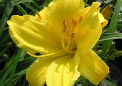 Hemerocallis Mary Todd