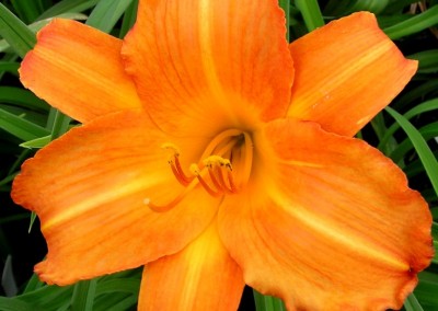 Hemerocallis Mauna Loa