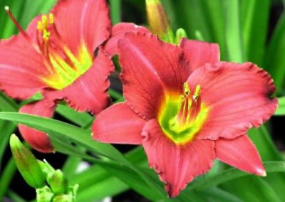 Hemerocallis Pardon Me