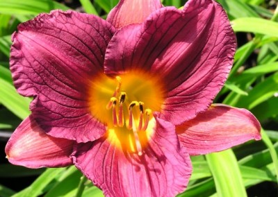 Hemerocallis Purple de Oro