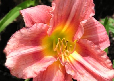 Hemerocallis Rosy Returns