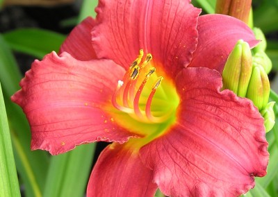 Hemerocallis Ruby Stella