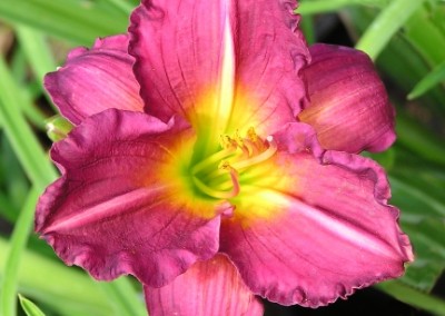 Hemerocallis Royal Prince